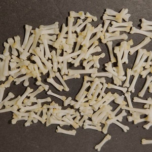 May include: A large pile of small, white, bone-like objects. The objects are scattered on a dark gray surface.