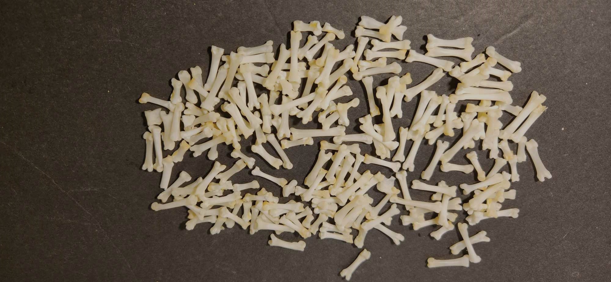 Naturally Cleaned Tiny Red Fox Toe Bones