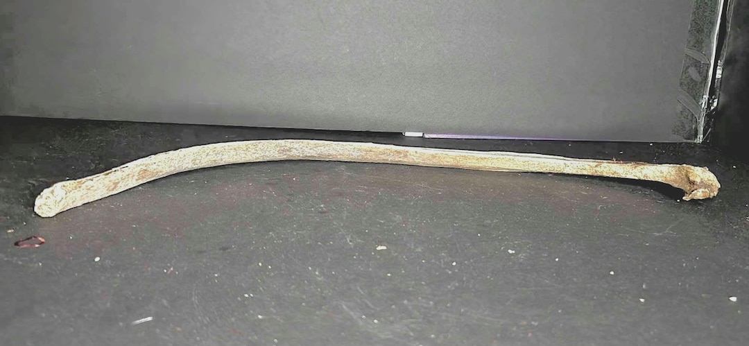 Naturally Cleaned Horse Rib (cracked & Weathered) - Etsy