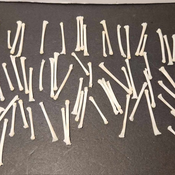 Naturally Cleaned Fox (Long) Foot Bones