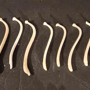Naturally Cleaned & Whitened Raccoon Bacculum