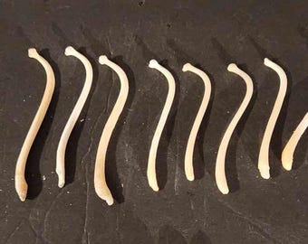Naturally Cleaned & Whitened Raccoon Bacculum