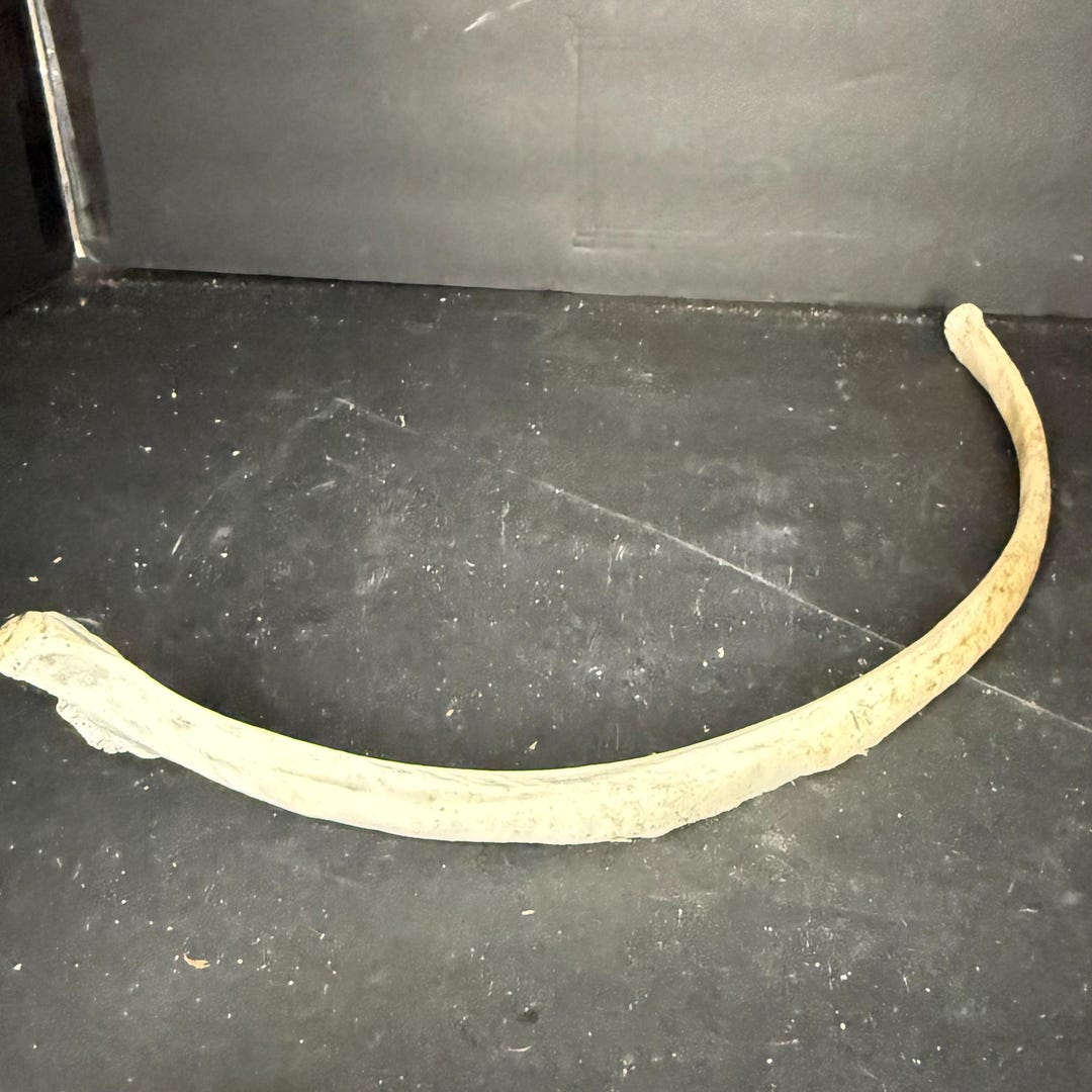 Nature Found Horse Rib - Etsy