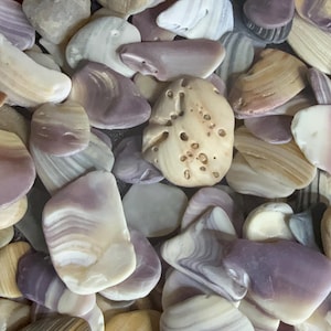 May include: A collection of seashells and stones in various shapes and sizes. The shells display a range of colors, including white, tan, and purple. Some stones have a porous texture, while others are smooth.