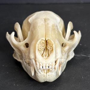 Naturally Cleaned Raccoon Skull