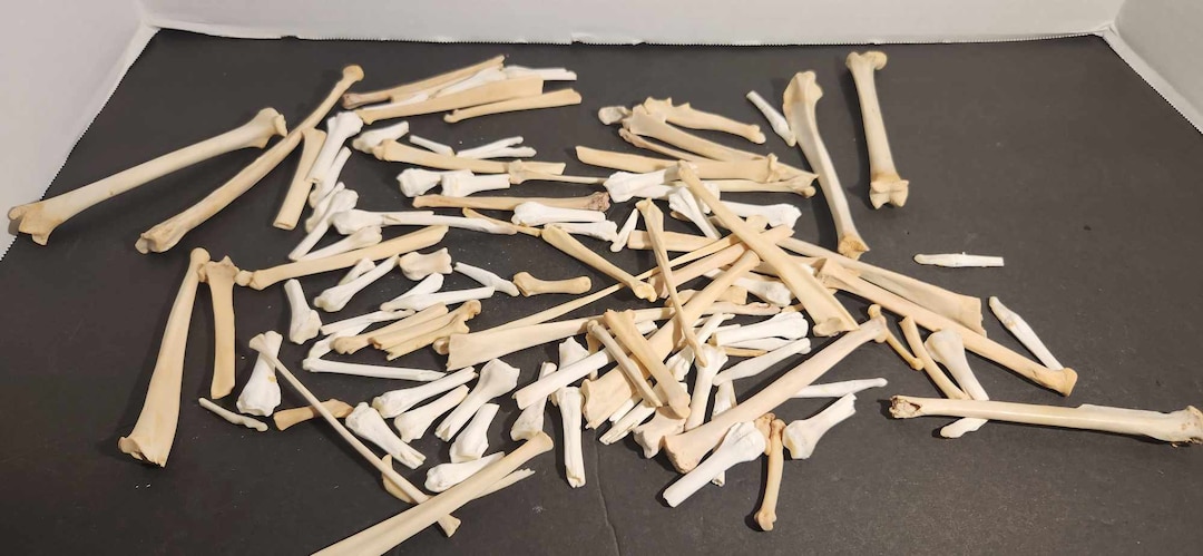 Naturally Cleaned, Cracked & Broken Small Bone Mystery Box