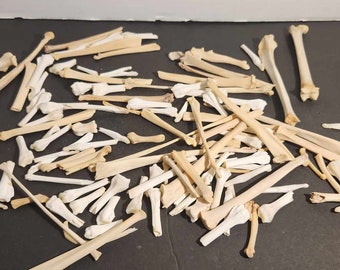 Naturally Cleaned, Cracked & Broken Small Bone Mystery Box