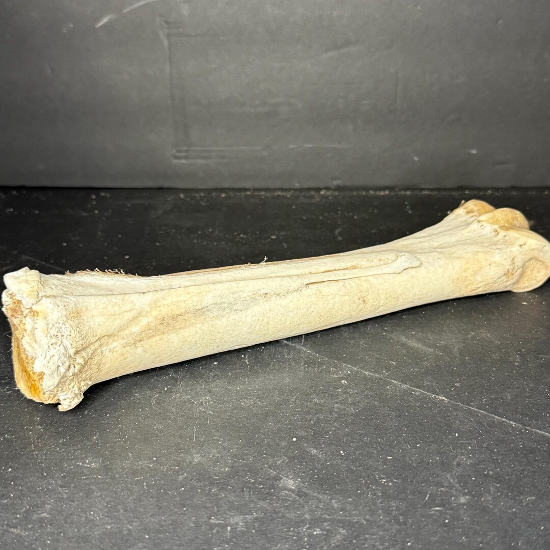 Genuine Nature Found Horse Fused Metatarsal | Cannon Bone Metatarsals ...