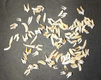Naturally Cleaned Assorted Animal Teeth