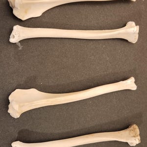 Naturally Cleaned Coyote Tibia Bones