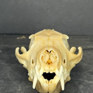 Puede incluir: Vista de cerca de un cráneo de animal beige. El cráneo presenta cuencas oculares prominentes, una cavidad nasal y grandes y afilados caninos. La estructura ósea es claramente visible, mostrando la forma y textura natural del cráneo.