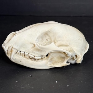 Naturally Cleaned Raccoon Skull