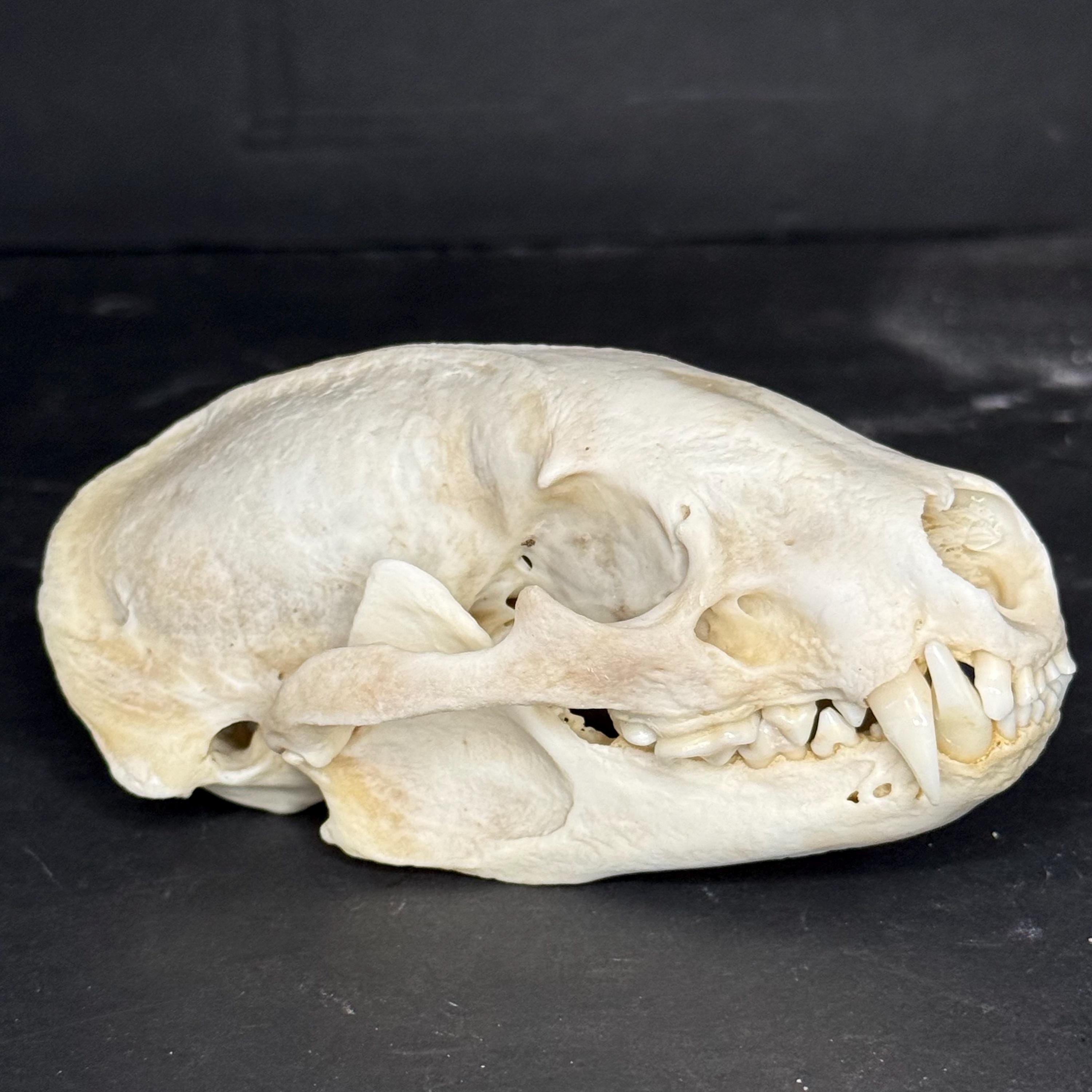 高品質！アメリカアナグマの頭骨 高品質！アメリカアナグマの頭骨