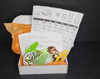 Nature's Mystery Box: verkenningsset uilenkorrels!