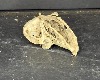 自然洗浄されたアメリカアナグマの頭蓋骨 - Etsy 日本