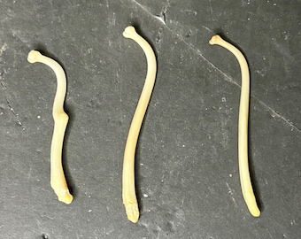 Bacilo de mapache limpiado naturalmente