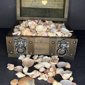 May include: A wooden treasure chest filled with various seashells, with some shells spilling out. The chest has metal lion head handles and is made of dark brown wood. The shells are in shades of white, tan, and pink.