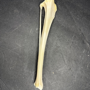 May include: A single, off-white animal bone, likely a leg bone, is displayed against a dark background. The bone has a curved shape with a hollow section and a slender, elongated shaft. The bone's texture appears smooth with subtle ridges.