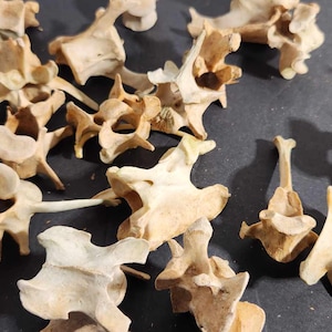 Naturally Cleaned Coyote Vertebrae Bundle