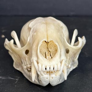 Naturally Cleaned Raccoon Skull
