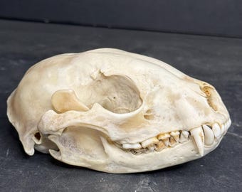 自然に洗浄されたアライグマの頭蓋骨（Procyon lotor）