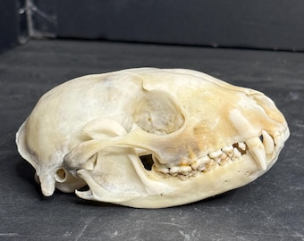 Natürlich gereinigter Waschbärschädel (Procyon Lotor)