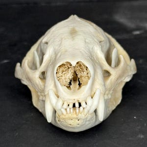 Naturally Cleaned American Badger Skull