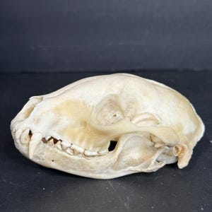 Naturally Cleaned Raccoon Skull