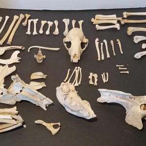 May include: A collection of animal bones, including a skull, ribs, and vertebrae. The bones are arranged on a light brown surface.