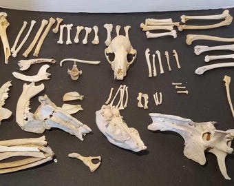 10+ CRACKED AND BROKEN Real Human Teeth - Molars, Premolars, & Anteriors
