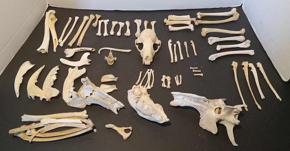 Mixed Bone Craft Mystery Box