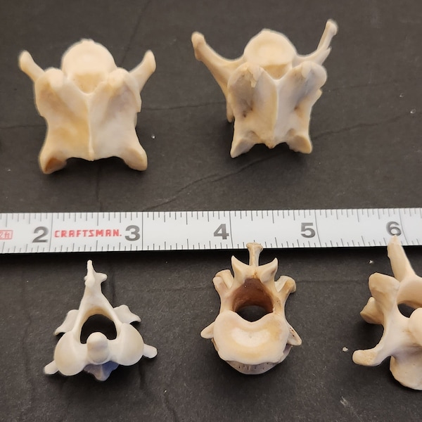 Naturally Cleaned Raccoon Vertebrae