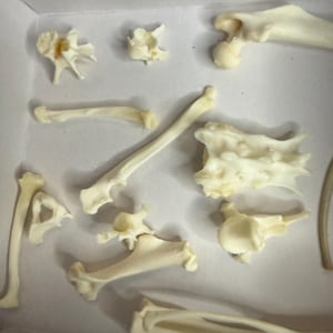 Puede incluir: Conjunto de pequeños huesos de animales blanquecinos, incluyendo vértebras, costillas y huesos de las patas, dispuestos dentro de una caja blanca. Los huesos varían en tamaño y forma, con detalles estructurales visibles.