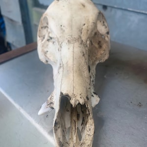 Natural Heritage Pig breed Bones, Skull, jaw,