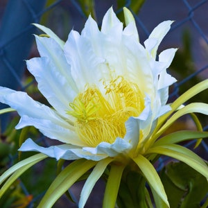 May include: A close-up of a white dragon fruit flower in full bloom. The flower has delicate, layered petals with a soft, creamy hue. The center features a cluster of yellow stamens and a green pistil. The outer petals are a pale green.