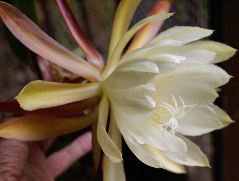 Vista Sun Epiphyllum Orchid Cactus Cutting - Thumbnail 3