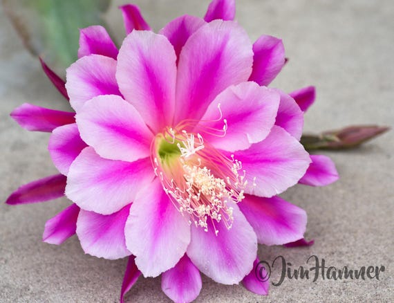 1 Bound for Glory Epiphyllum Orchid Cactus Cutting 8-10 inches long & ready to plant with instructions - Jungle Orchids - Beautiful Flowers