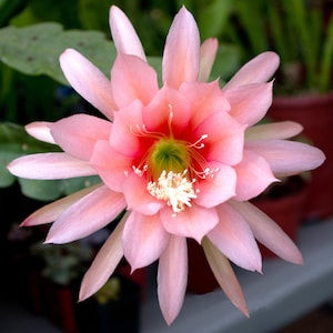 Agatha Epiphyllum Orchid Cactus Cutting 8-10 inches long & ready to plant - Jungle Orchids - Fast Grower with planting instructions