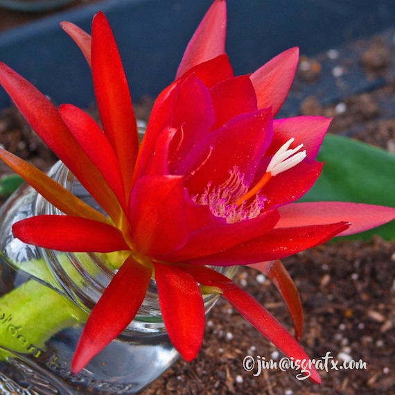 Ivan the Terrible Epiphyllum Orchid Cactus Cutting 8-10 inches long & ready to plant - Jungle Orchids - With planting instructions