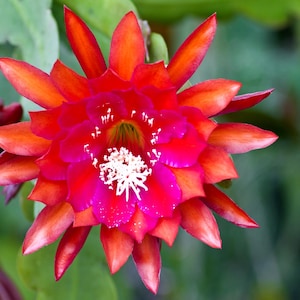 Tequila Sunrise Epiphyllum Orchid Cactus Cutting 8-10 inches long & ready to plant - Jungle Orchids - Fast Grower with planting instructions