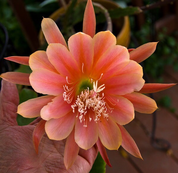 thumbnail image 2 of Red Epiphyllum Flower Seeds - 50 Pcs 2 of 14