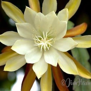 Vista Sun Epiphyllum Orchid Cactus Cutting 8-10 inches long & ready to plant - Jungle Orchids - Fast Grower with planting instructions