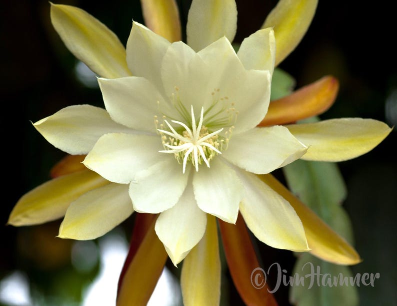 Vista Sun Epiphyllum Orchid Cactus Cutting - Thumbnail 2