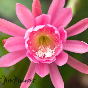 Celeste Epiphyllum Orchid Cactus Cutting 8-10 inches long & ready to plant - Jungle Orchids - Large Fast Grower with planting instructions