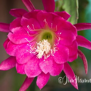 Desert Rose Epiphyllum Orchid Cactus Cutting 8-10 inches long & ready to plant - Jungle Orchids -  with planting instructions
