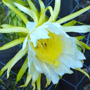 May include: A white and yellow dragon fruit flower with long, thin petals. The flower is in bloom and has a yellow center.