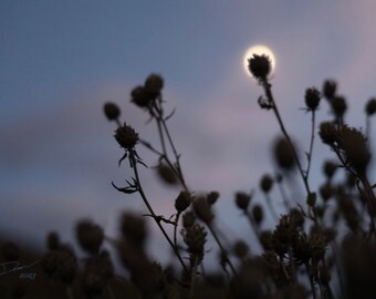 Seneca Moon-serie