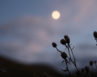 Seneca Moon II