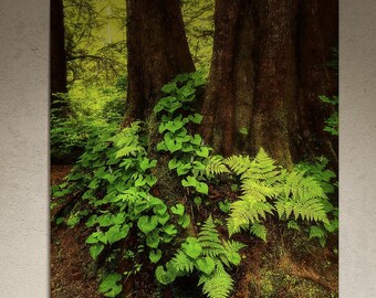May include: A close-up of the base of two large trees in a forest. The trees are brown and the base is covered in green ferns and leaves.