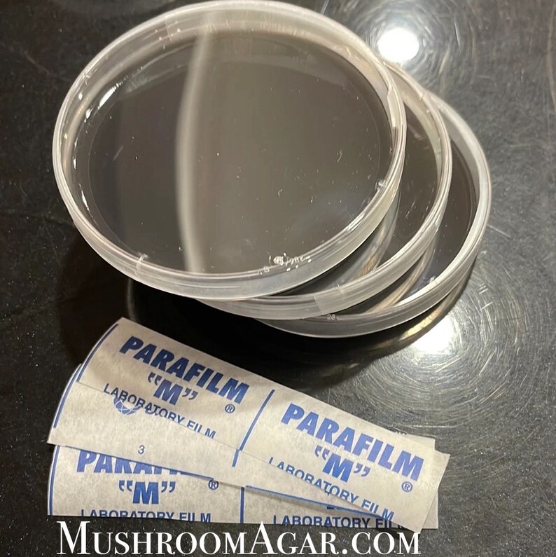 3 Black Malt Extract Agar Plates, Activated Charcoal Agar Petri Dishes